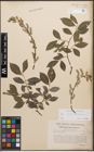 Foto von Salix caprea L. x Salix purpurea L.